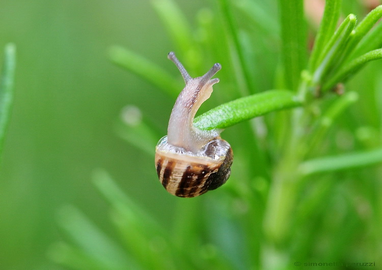 Gasteropoda acrobatico...